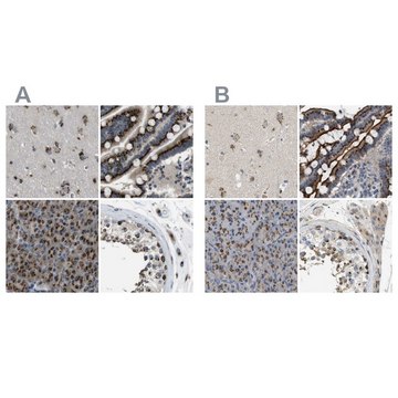 Anti-ZFPL1 antibody produced in rabbit Prestige Antibodies&#174; Powered by Atlas Antibodies, affinity isolated antibody, buffered aqueous glycerol solution