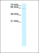 Anti-RARRES3 antibody produced in rabbit IgG fraction of antiserum