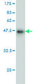 ANTI-PRL antibody produced in mouse clone 1A8, purified immunoglobulin, buffered aqueous solution