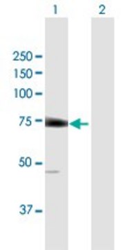 Anti-LGTN antibody produced in mouse purified immunoglobulin, buffered aqueous solution