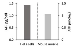 ATP Assay Kit sufficient for 100 colorimetric or fluorometric tests