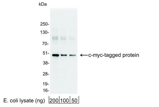 Rabbit anti-c-myc Antibody, Affinity Purified Powered by Bethyl Laboratories, Inc.