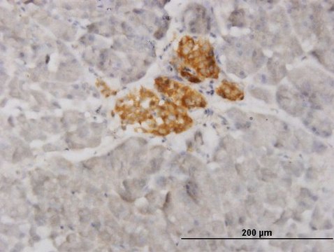 Monoclonal Anti-VAMP1 antibody produced in mouse clone 5A4, purified immunoglobulin, buffered aqueous solution