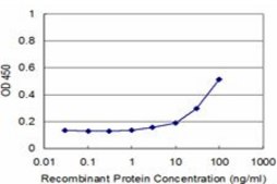 Monoclonal Anti-MYF6, (N-terminal) antibody produced in mouse clone 1H3, purified immunoglobulin, buffered aqueous solution