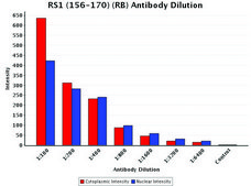 Anti-RS1 (156-170) antibody produced in rabbit IgG fraction of antiserum, buffered aqueous solution