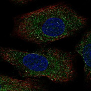 Anti-AANAT antibody produced in rabbit Prestige Antibodies&#174; Powered by Atlas Antibodies, affinity isolated antibody