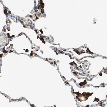 Anti-LAMP1 antibody produced in rabbit Prestige Antibodies&#174; Powered by Atlas Antibodies, affinity isolated antibody, buffered aqueous glycerol solution