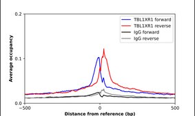 抗-TBL1XR1 兔抗 Prestige Antibodies® Powered by Atlas Antibodies, affinity isolated antibody, buffered aqueous glycerol solution
