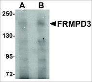 Anti-FRMPD3 antibody produced in rabbit affinity isolated antibody, buffered aqueous solution