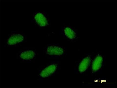 Anti-PRRX1 antibody produced in mouse purified immunoglobulin, buffered aqueous solution