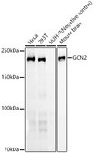 Anti-GCN2 Antibody, clone 1G2Z4, Rabbit Monoclonal