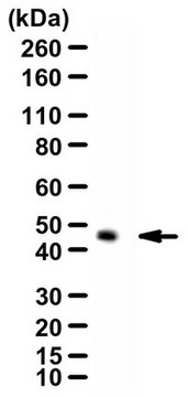 抗-ZnT3 pAb抗体 from rabbit, purified by affinity chromatography