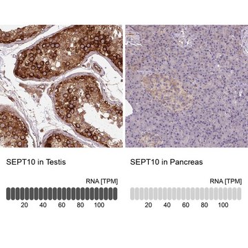 Anti-SEPT10 antibody produced in rabbit Prestige Antibodies® Powered by Atlas Antibodies, affinity isolated antibody, buffered aqueous glycerol solution