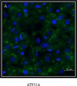 Anti-ATP11A antibody produced in rabbit Prestige Antibodies® Powered by Atlas Antibodies, affinity isolated antibody, buffered aqueous glycerol solution