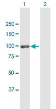 Anti-DLG4 antibody produced in mouse purified immunoglobulin, buffered aqueous solution