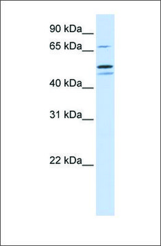 Anti-EARS2 antibody produced in rabbit affinity isolated antibody