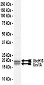 UbcH13/Uev1A Protein, active, 10 µg Active complex of two (2) full length, recombinant human enzymes: UbcH13 &amp; Uev1A. For use in Enzyme Assays. Functions as an E2 enzyme in ubiquitination assays.