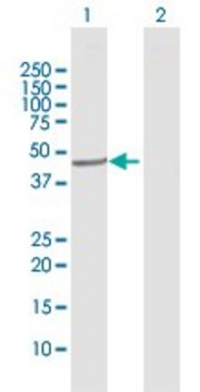 Anti-CYP20A1 antibody produced in rabbit purified immunoglobulin, buffered aqueous solution