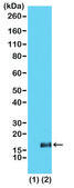 Anti-Trimethyl-Histone H3 (Lys36) antibody, Rabbit monoclonal recombinant, expressed in HEK 293 cells, clone RM155, purified immunoglobulin