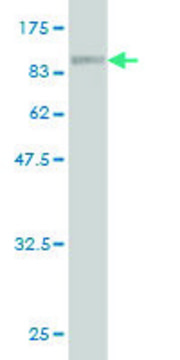 Monoclonal Anti-ME1 antibody produced in mouse clone 2A2, purified immunoglobulin, buffered aqueous solution