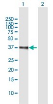 ANTI-ETV2 antibody produced in mouse purified immunoglobulin, buffered aqueous solution