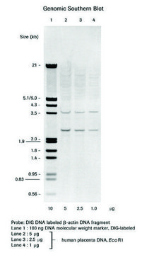 DIG DNA Labeling and Detection Kit