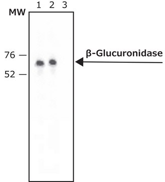 Anti-&#946;-Glucuronidase (N-Terminal) antibody produced in rabbit ~1.5&#160;mg/mL, affinity isolated antibody, buffered aqueous solution