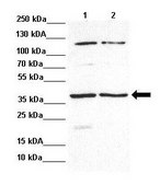 Anti-CCND1 (ab2) antibody produced in rabbit affinity isolated antibody