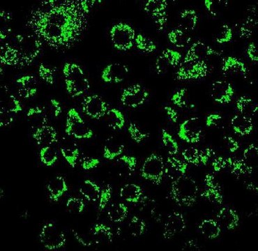 BioTracker 520 Green Hypoxia Dye Live cell imaging dye for hypoxia that increases in fluorescence intensity with decreasing oxygen levels.