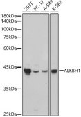 Anti-ALKBH1 Antibody, clone 5K4W5, Rabbit Monoclonal