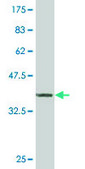 ANTI-ZIC3 antibody produced in mouse clone 2G1, purified immunoglobulin, buffered aqueous solution