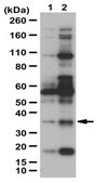 Anti-phospho-LAT Antibody from rabbit, purified by affinity chromatography