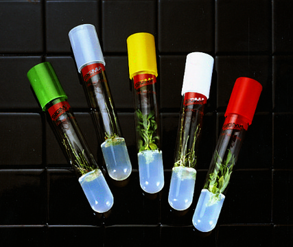 Culture tubes size 25&#160;mm × 150&#160;mm, borosilicate glass