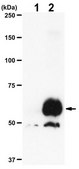 Anti-phospho-AMPK alpha-1 Antibody, (Thr479) from rabbit, purified by affinity chromatography