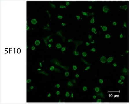 Anti-PAR4 Antibody, clone 5F10 clone 5F10, from mouse