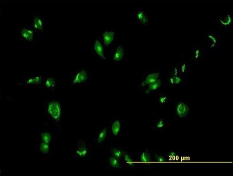 Anti-GOLGA1 antibody produced in mouse purified immunoglobulin, buffered aqueous solution