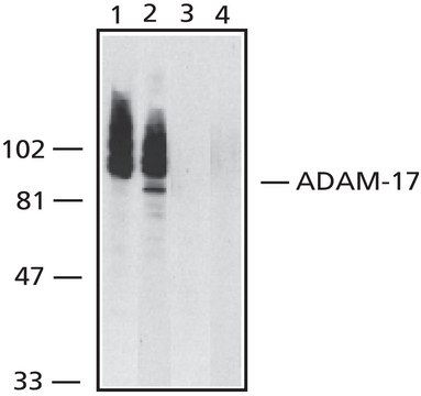 Anti-ADAM-17 (TACE), C-Terminal antibody produced in rabbit ~0.5&#160;mg/mL, affinity isolated antibody, buffered aqueous solution