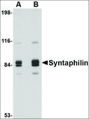 Anti-Syntaphilin (ab2) antibody produced in rabbit affinity isolated antibody, buffered aqueous solution