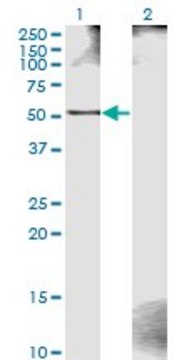 Monoclonal Anti-ZWILCH antibody produced in mouse clone 1C10, purified immunoglobulin, buffered aqueous solution