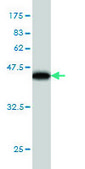 Monoclonal Anti-AEBP1 antibody produced in mouse clone 1D2, purified immunoglobulin, buffered aqueous solution