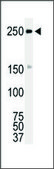 Anti-ROS (N-term) antibody produced in rabbit IgG fraction of antiserum, buffered aqueous solution