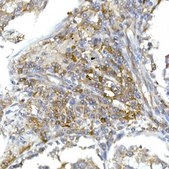 Anti-RPL13 Antibody, clone 7W3W9, Rabbit Monoclonal