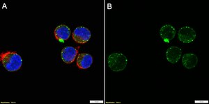 Anti-LTBP4 Antibody, clone 2M8 ZooMAb® Rabbit Monoclonal recombinant, expressed in HEK 293 cells