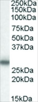 Anti-Myelin Protein Zero antibody produced in goat affinity isolated antibody, buffered aqueous solution