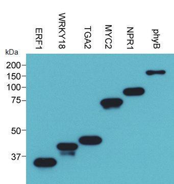 二代不含细胞的蛋白质表达试剂盒（小麦胚芽） An Eukaryotic Cell Free Protein Expression system (CFPE/CFPS) with High Yield and Excellent Scalability, 50 reactions