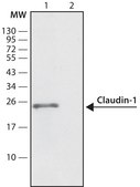 Anti-Claudin-1 antibody produced in rabbit ~1.0 mg/mL, affinity isolated antibody