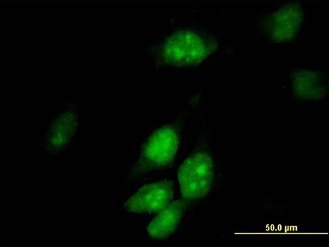 Anti-HTF9C antibody produced in mouse purified immunoglobulin, buffered aqueous solution