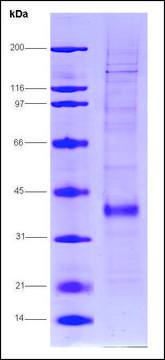 Fos-related antigen 1 human recombinant, expressed in insect cells, ≥70% (SDS-PAGE)