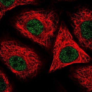 Anti-ORAI2 antibody produced in rabbit Prestige Antibodies&#174; Powered by Atlas Antibodies, affinity isolated antibody