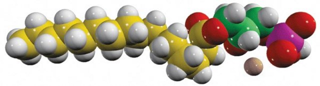 16:0 LPA (U-13C) Avanti Polar Lipids